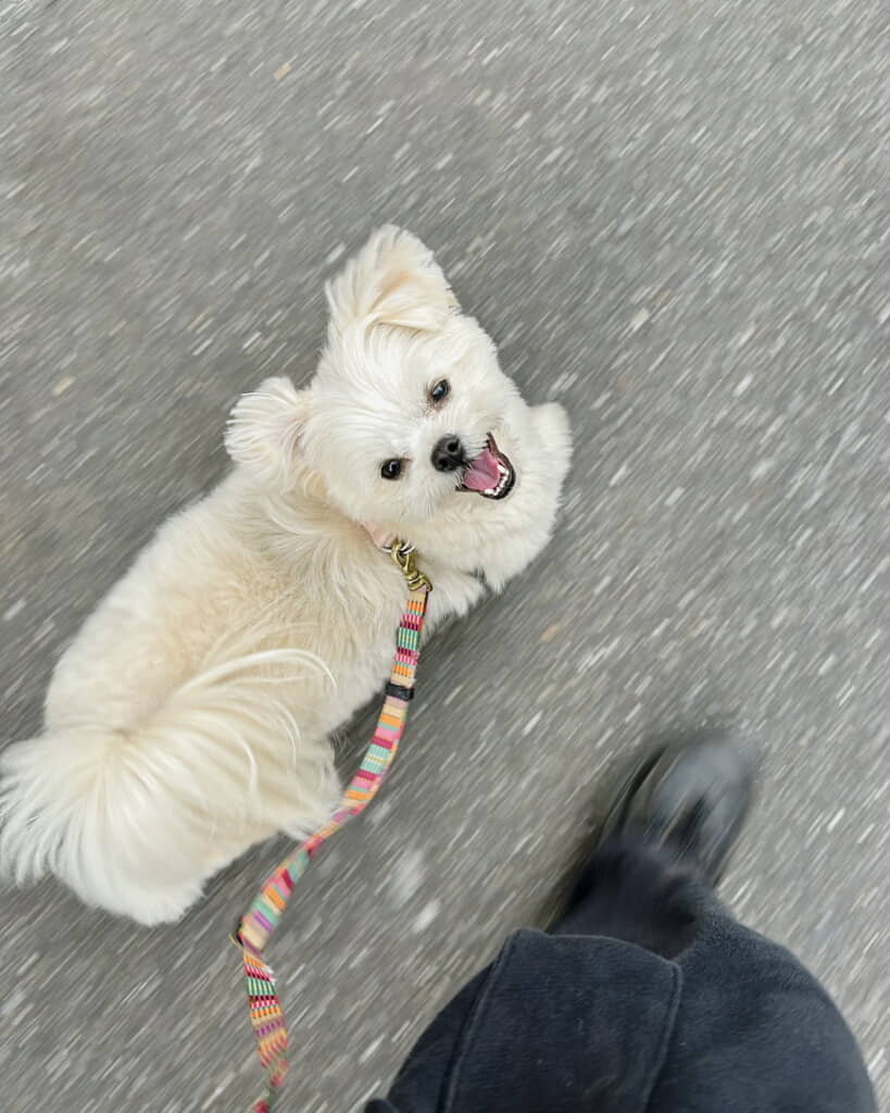 ニコニコでお散歩