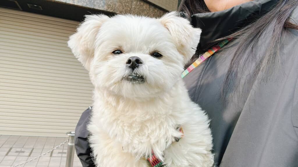 抱っこをご所望した帰り道