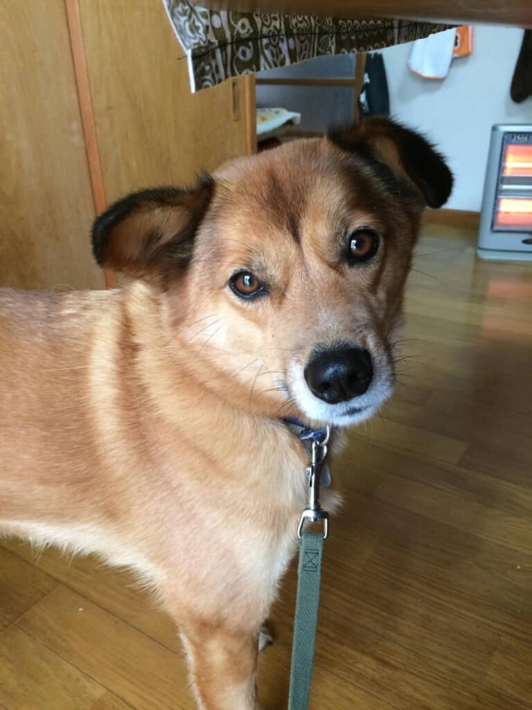 首傾げてるのたまらん