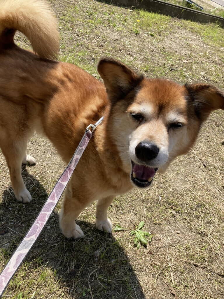 のびのびお散歩タイム