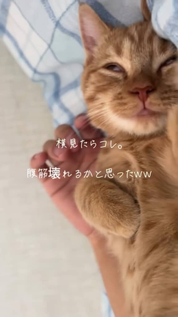 飼い主さんの隣で強烈な寝顔を披露したきなこくん