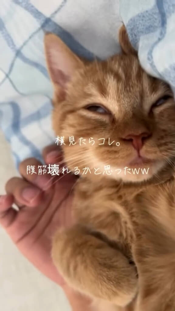 言われてみるとチベットスナギツネにも、まりもっこりにも見えてくる……！