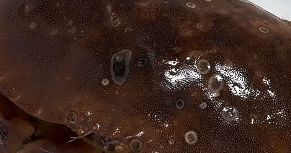 近所のスーパーで売れ残っていた“デカブツのカニ”→飼育してみたら……　まさかの姿に「感動しちゃいました！」160万再生（1/3） | その他生き物 ねとらぼ