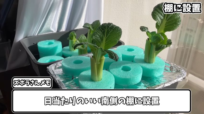 日当たりの良い場所に置いた小松菜