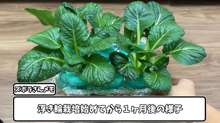 浮き輪栽培から数えて1カ月が経過した小松菜