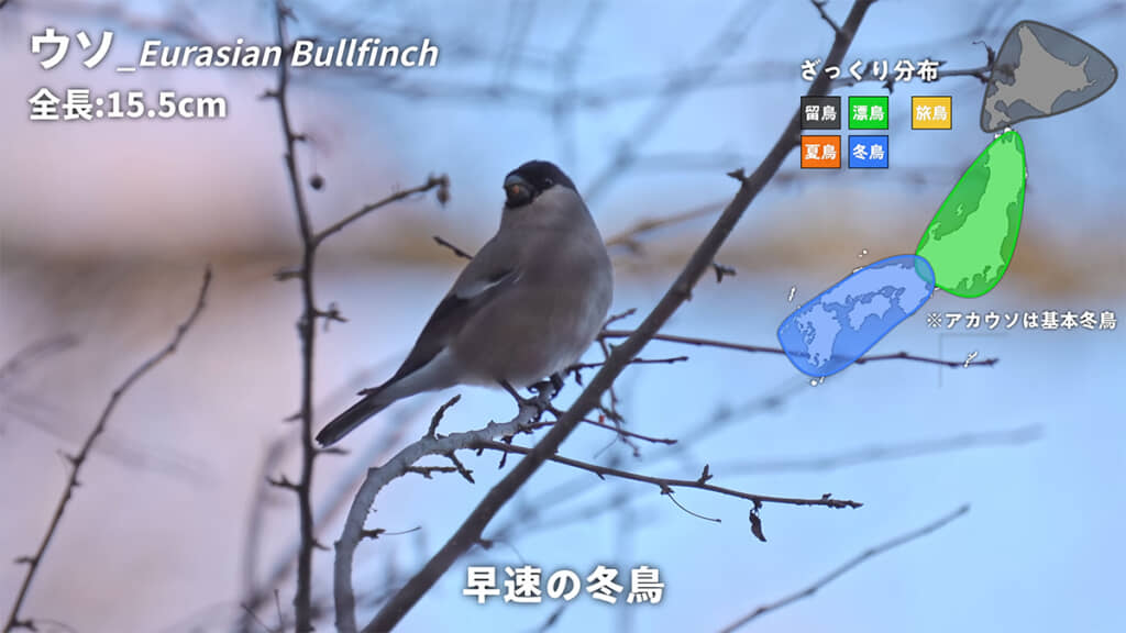 早速冬鳥のウソを発見