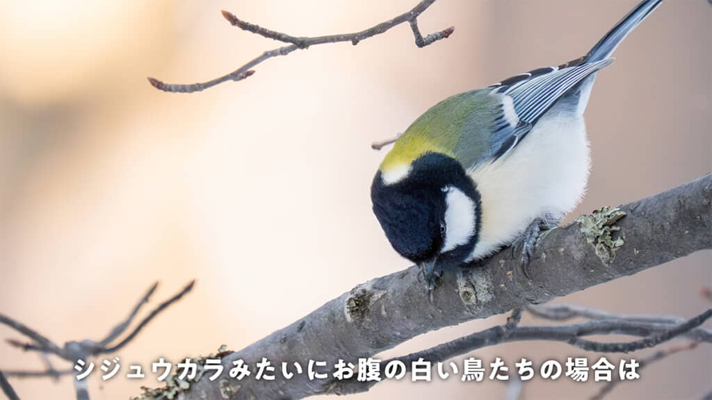 もふもふでかわいいシジュウカラ