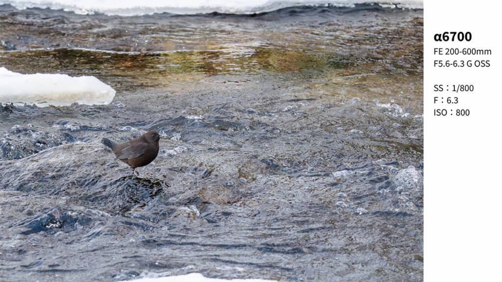 カワガラスの撮影にも成功しました