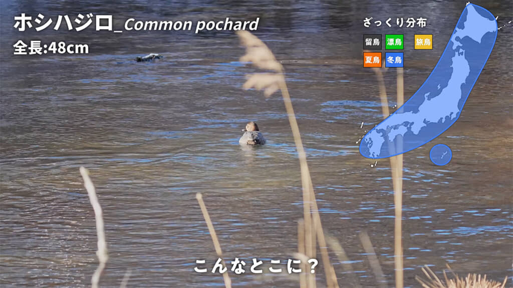 ホシハジロのつがいが泳いでいました