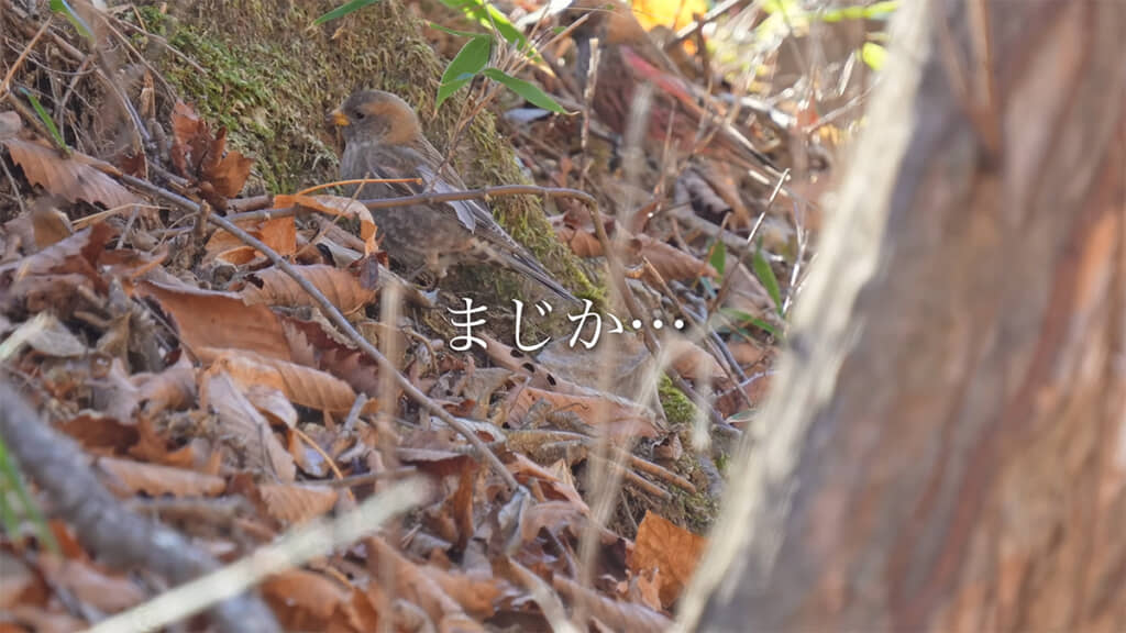 とんでもない野鳥を発見