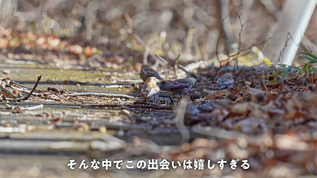 群れでエサをついばむハギマシコたち