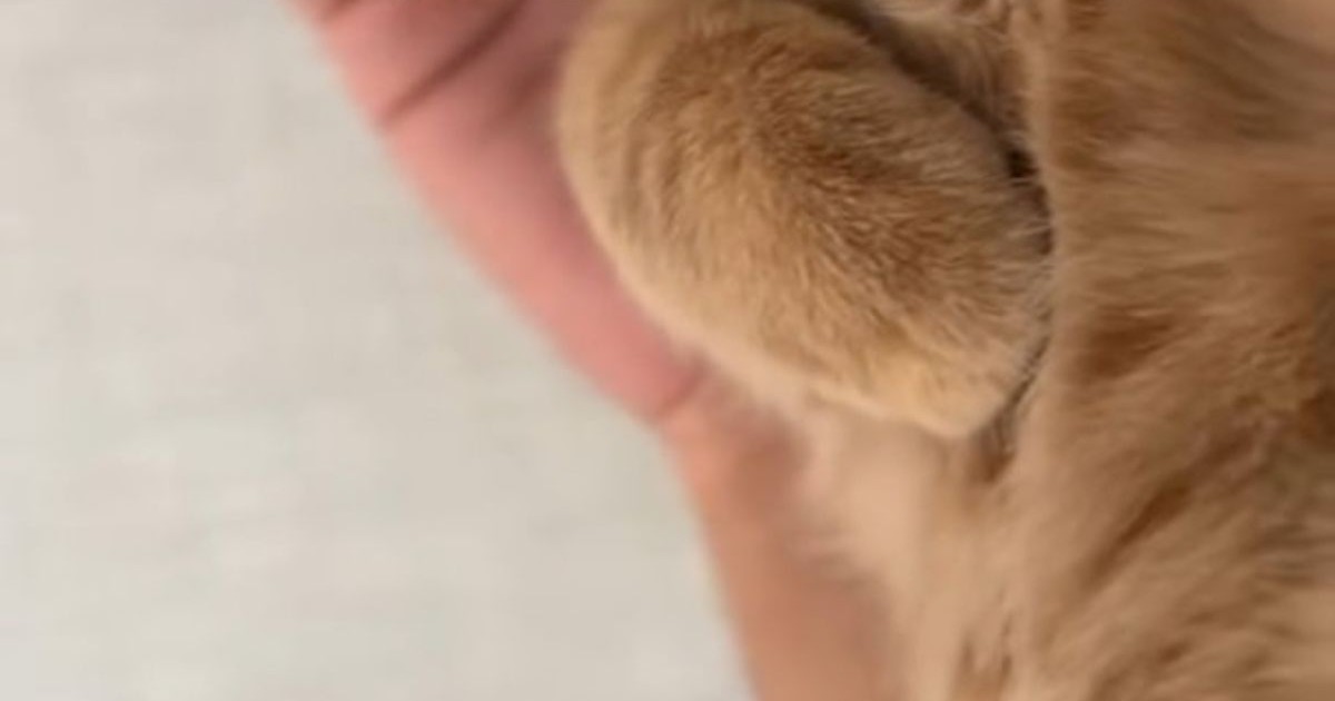 愛猫と寝ていた飼い主、ふと様子を見てみたら……「腹筋壊れるかと思った」　まさかの姿に爆笑「あかん」「目がwww」（1/2） | 猫 ねとらぼ