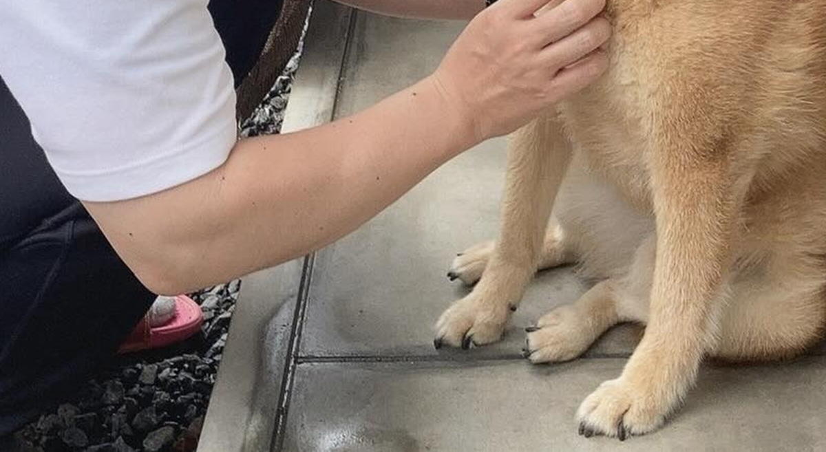 「別犬すぎて」　←夫への態度　娘への態度→　愛犬のまさかの姿に「舌打ちしてそうｗ」「笑かしてもらいました」（1/3） | 犬 ねとらぼ