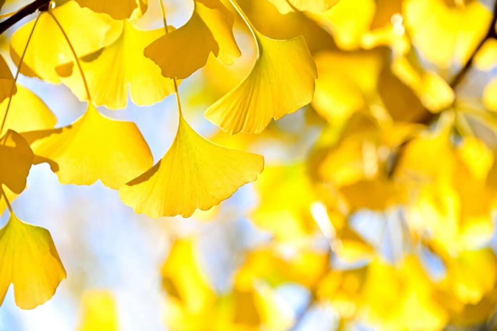 7歳児がイチョウの葉っぱを集めて作ったのは……（出典：PIXTA）