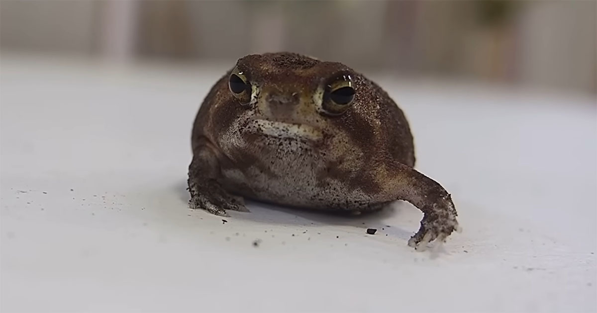 3カ月ぶりに起きてきたカエル→お風呂に入れたら……　まさかの姿に「オジサン」「雪見だいふくみたい」（1/3） | その他生き物 ねとらぼ