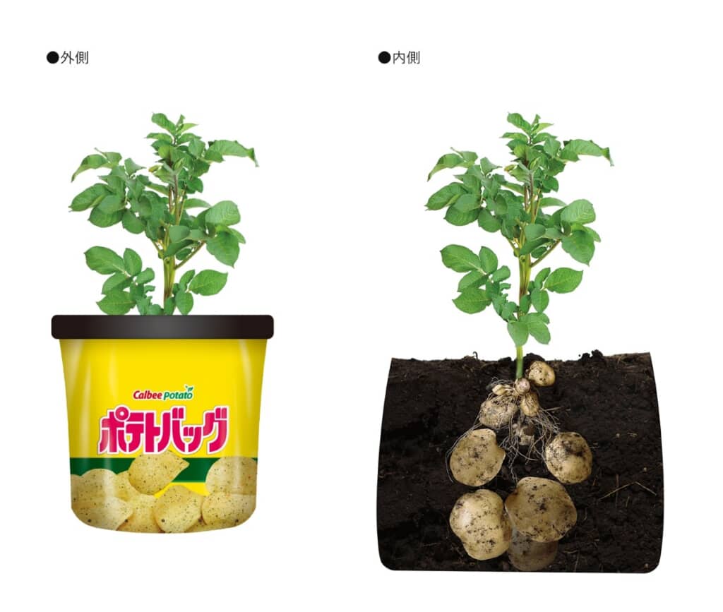ポテトバッグの育成イメージ