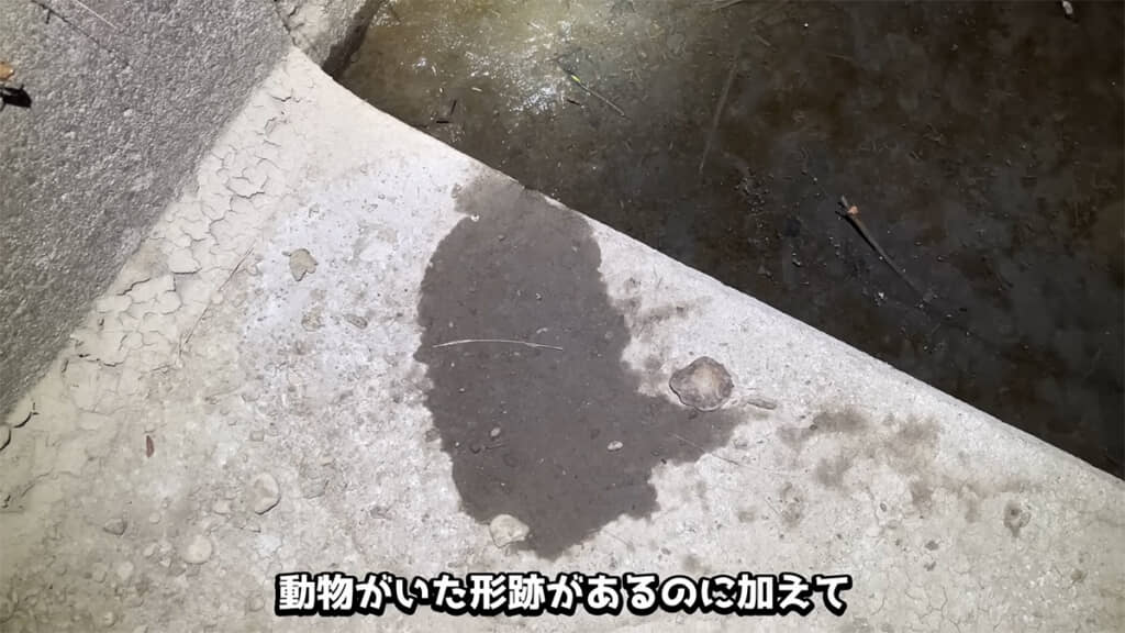 何かがいた形跡が