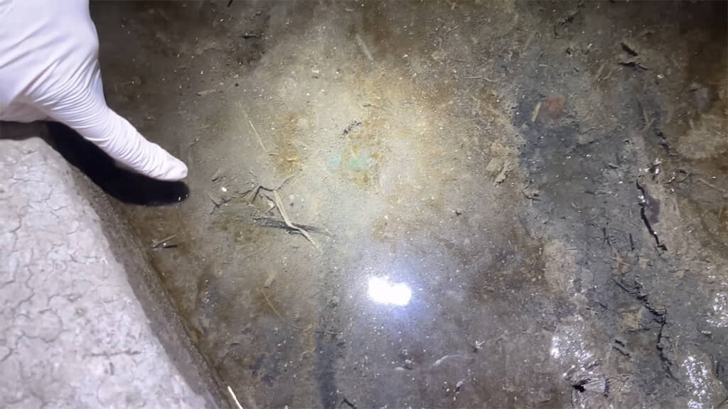 ヌートリアの足あとと、しっぽらしい痕跡が