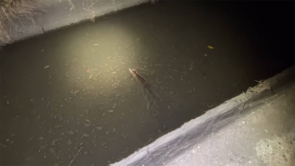 ついにヌートリアを発見しました！