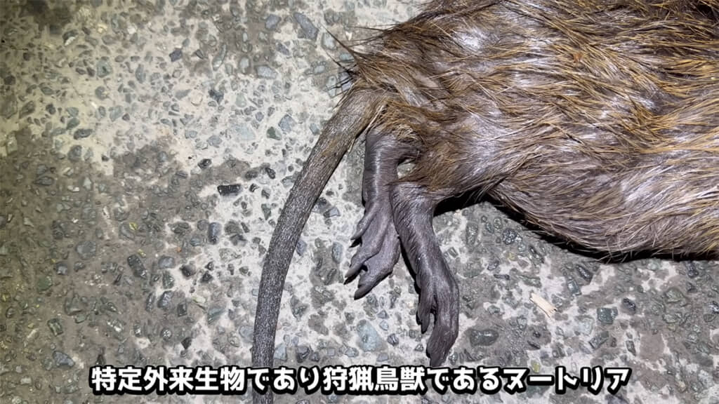 毛皮や水かきが特徴的です