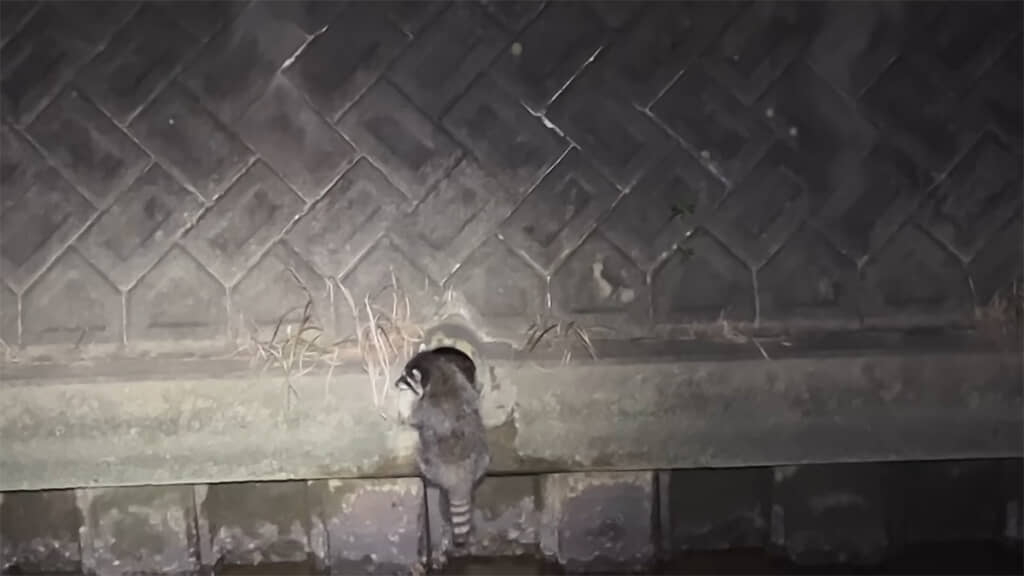 まさかのアライグマに遭遇