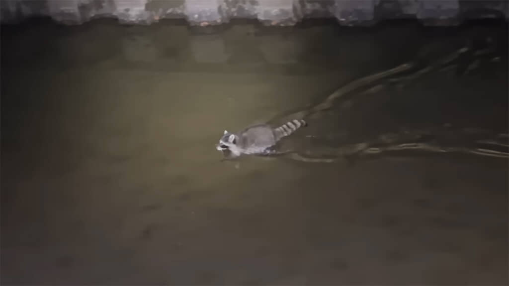 かなり逃げ足が速かったそうです