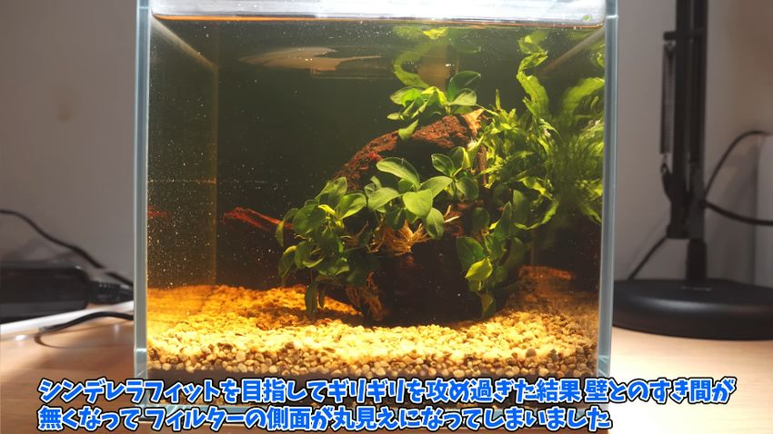 仮置きした流木から出たアクで水が茶色になった