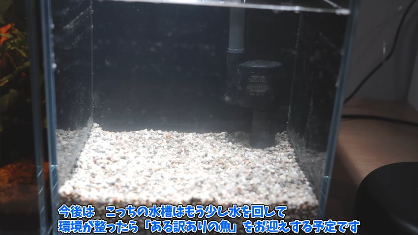 完成した最強のろ過環境の水槽