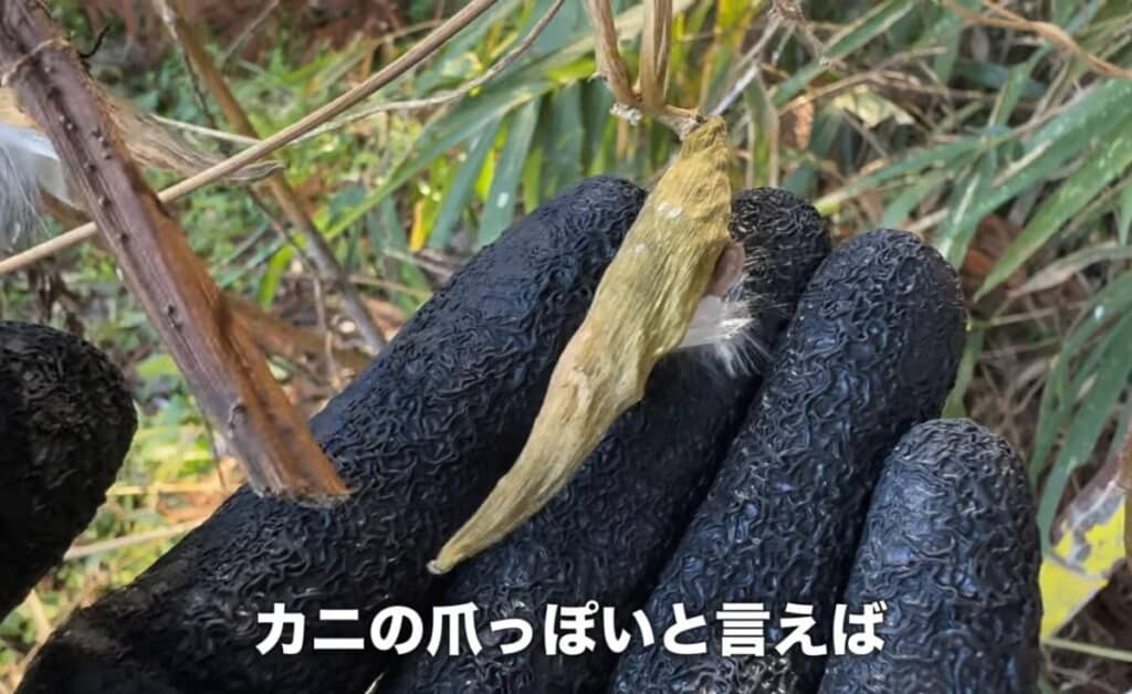 カニの爪に似た謎の物体