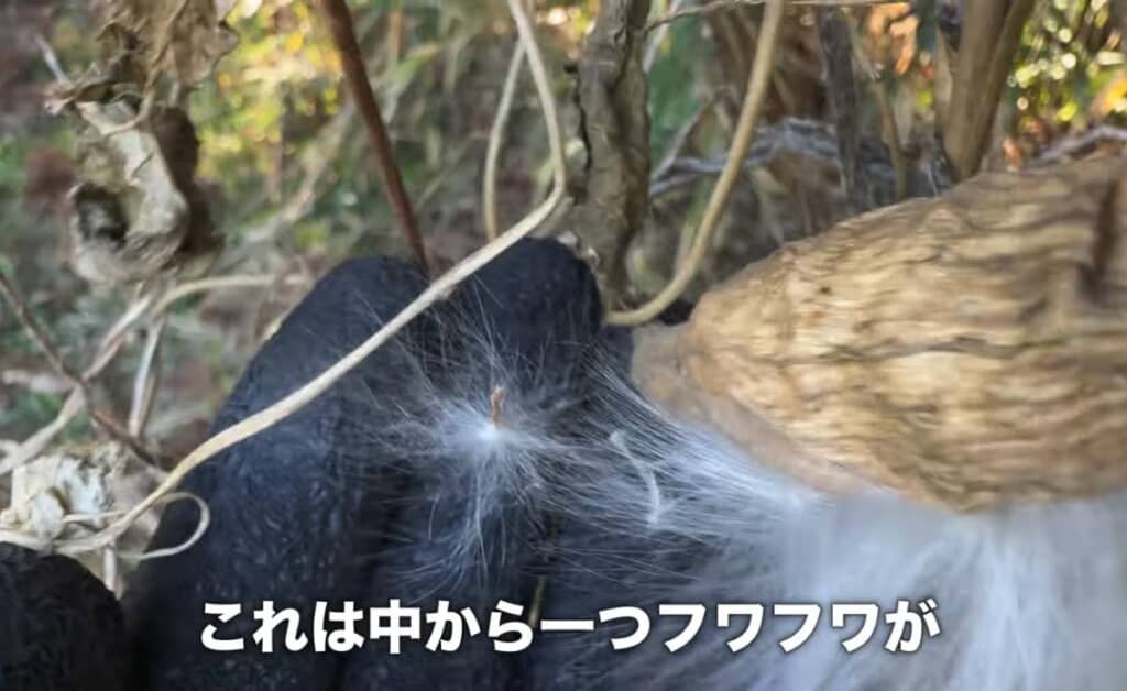 固い鞘の中に真っ白でふわふわな種子が