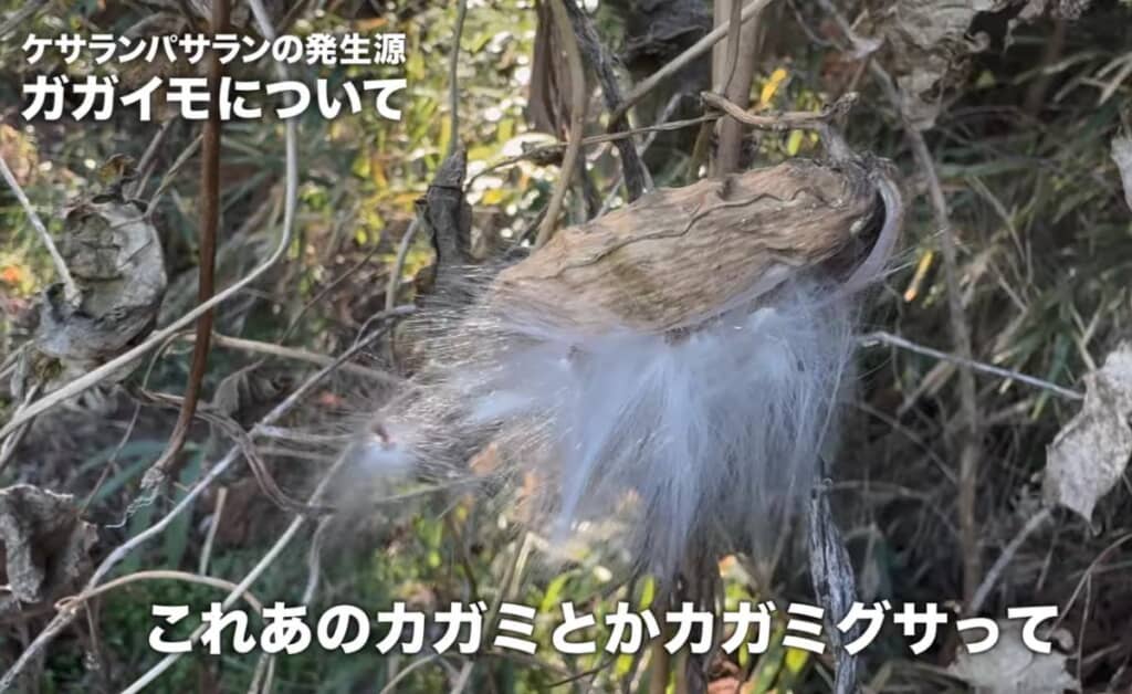 昔は、中身のふわふわの部分を綿にしていたそうです