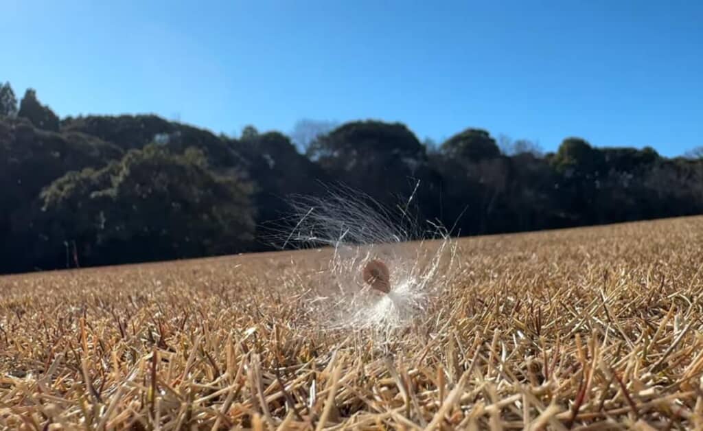 どこか愛らしい見た目に癒やされます