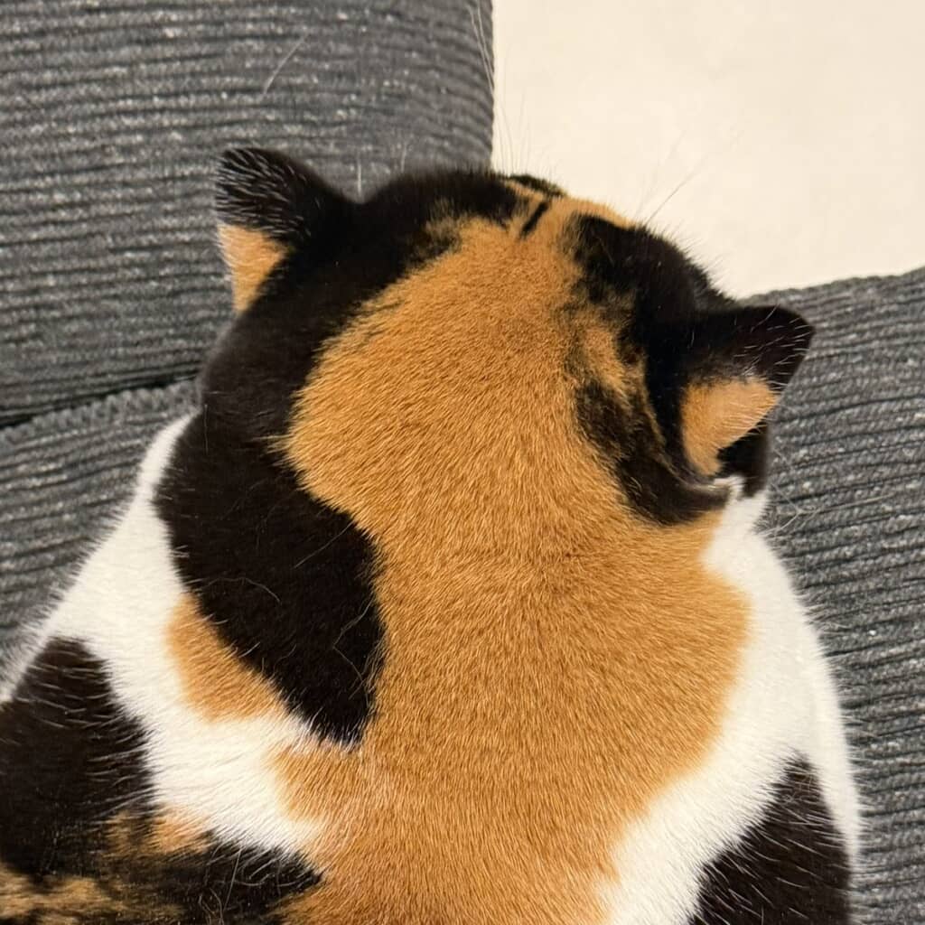 なでなでしたいぃぃ