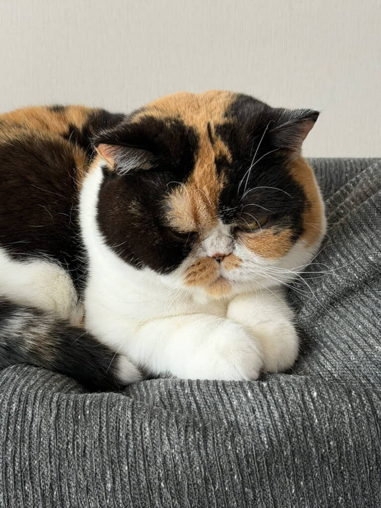 自慢の毛並みを披露してくれたおあげちゃん