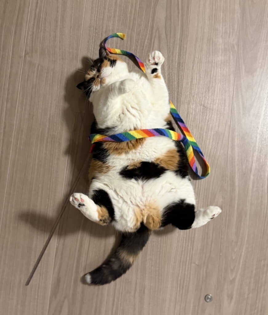 へそ天もかわいすぎる