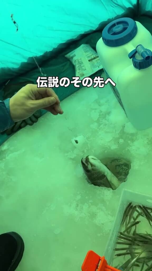 釣り糸に引っ張られてのけぞるイトウ