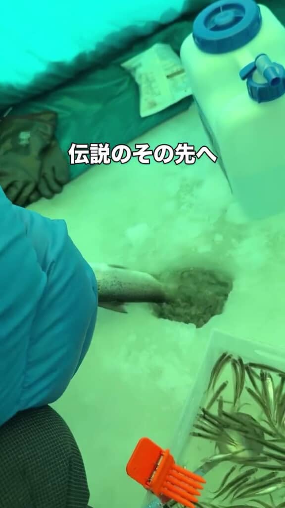 イトウを引き上げる様子