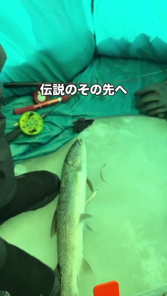 氷の上で横たわるイトウ