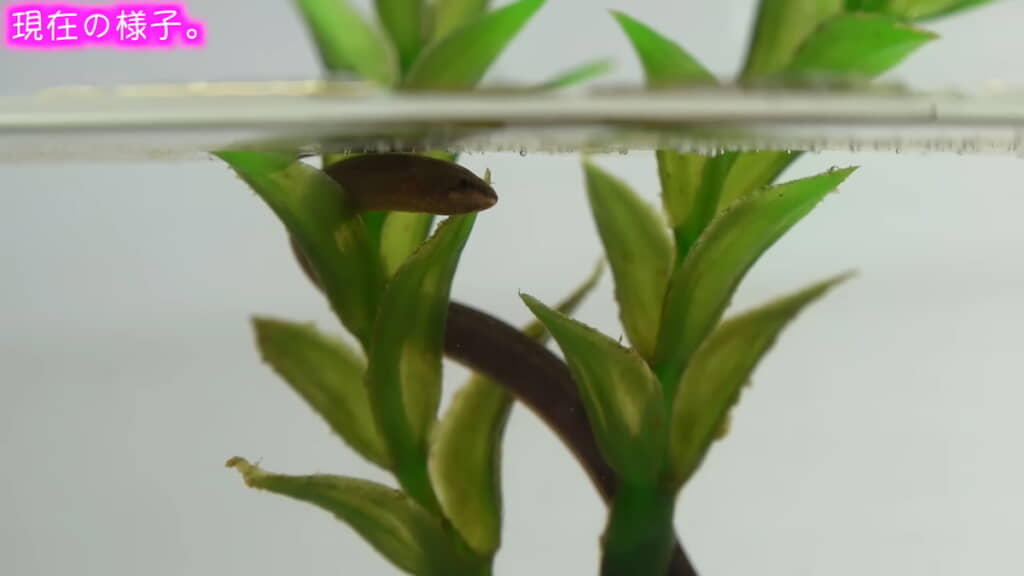 水草にからみついてまったり