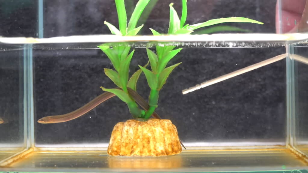 つまようじと比較すると成長っぷりがわかる