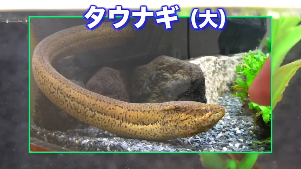 以前飼っていたタウナギの成魚