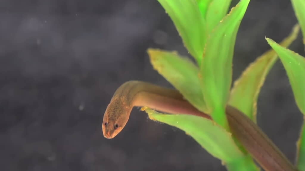 正面顔に「こっち見た、正面顔かわいい」