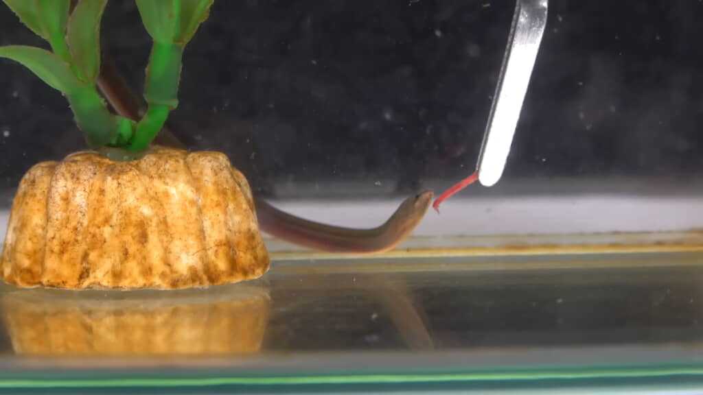 ピンセットでアカムシを与える