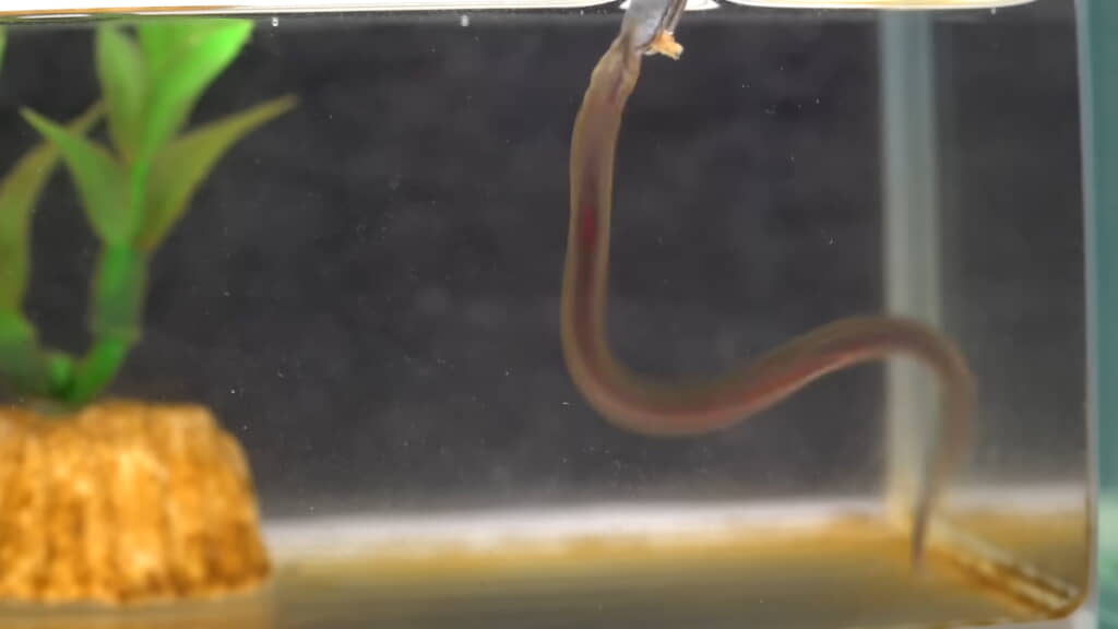 いったんは勢いよくクリルに食いつくも……