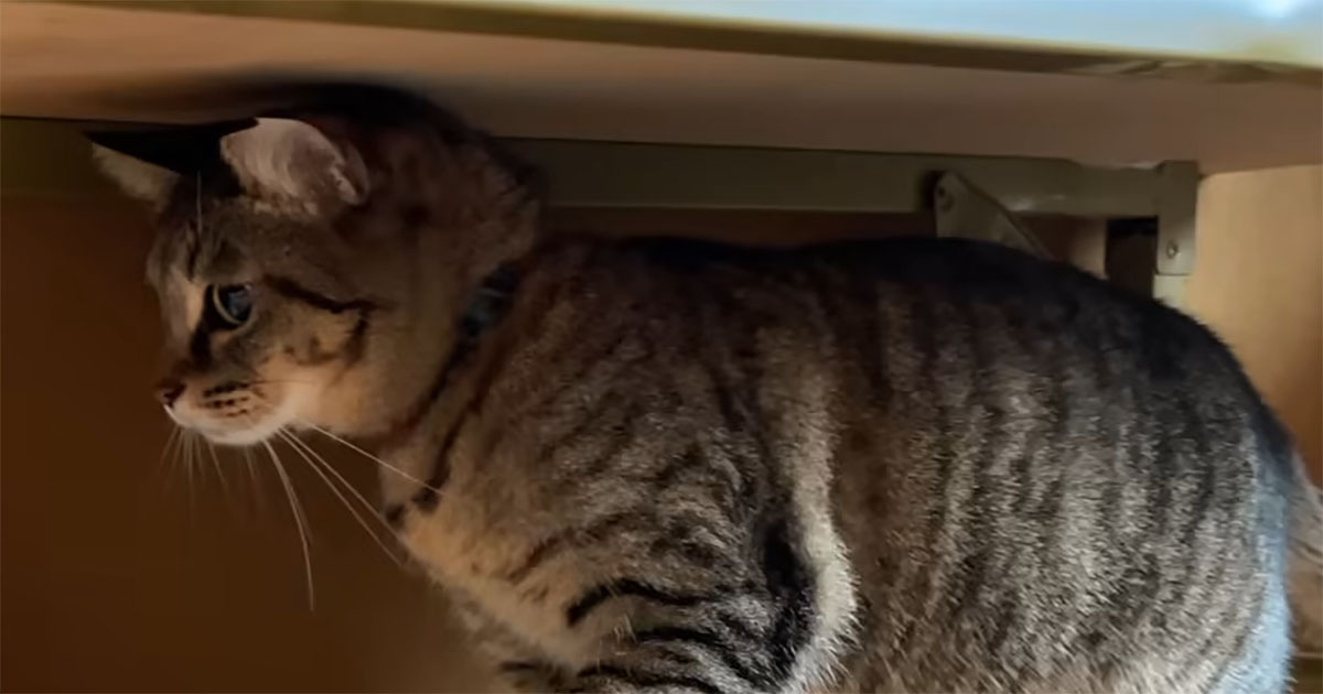 初めてウサギに遭遇した猫→次の瞬間…… “1秒後の反応”に騒然「何なのこの生き物たち笑」「え~と、もしもし?」(1/3) | 猫 ねとらぼ