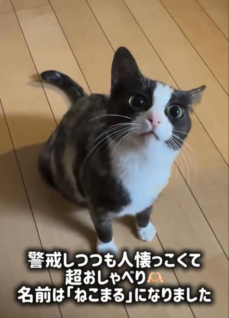 実家近くに現れた野良猫を保護