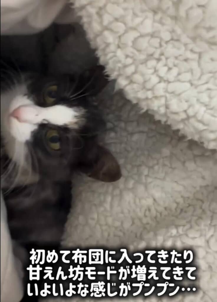 初めて布団の中に入ってきたねこまるちゃん