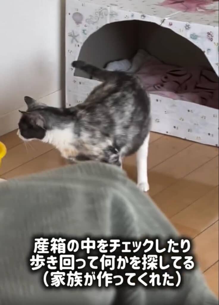 狭いスペースを探し回るねこまるちゃん