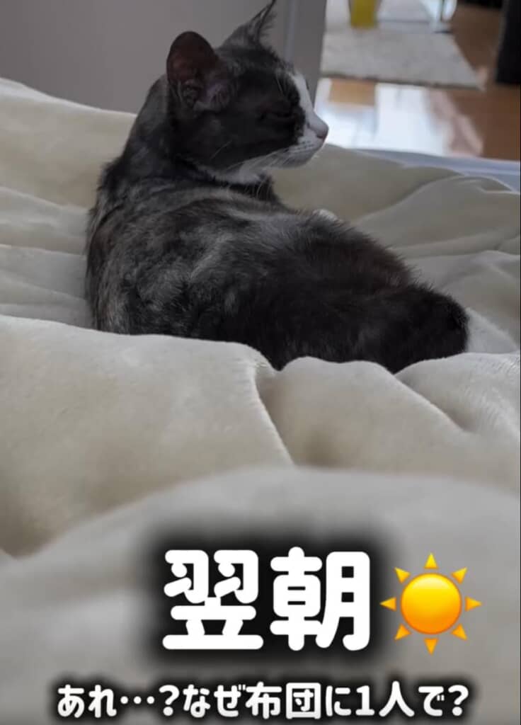 翌朝、ねこまるちゃんのおなかは大きいままです