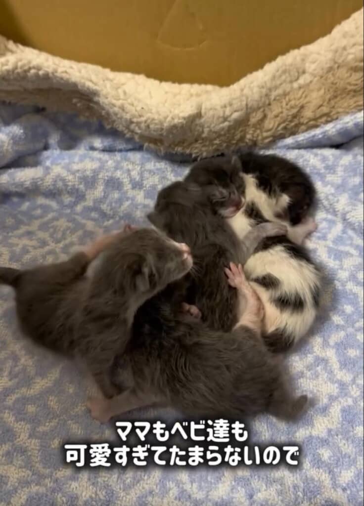 産まれてきた子猫たち